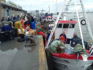 Los barcos de cerco de Isla Cristina retoman la pesca de la sardina en el Golfo de Cádiz