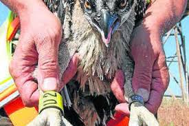 Censadas las parejas de águila pescadora en Marismas de Isla Cristina-Ayamonte
