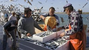 Incrementada la cuota del boquerón para la flota pesquera de Isla Cristina