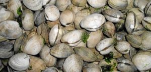 Intervienen en Isla Cristina 531 kilos de almeja japonesa