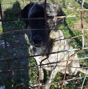 Denuncian un vecino de Isla Cristina que tiene a cientos de animales en refugio “ilegal”