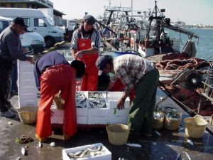 La flota pesquera de Isla Cristina ya puede faenar la sardina