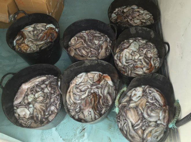 Inspección Pesquera Decomisan 1.300 kilos de pulpo en Isla Cristina y Punta Umbría