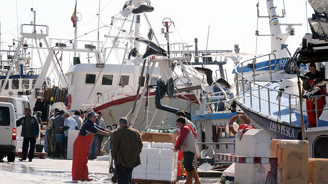 Portugal estudia prohibir la pesca de sardina