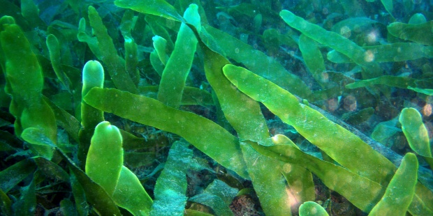 Un alga podría ser la especie más perjudicada por calentamiento