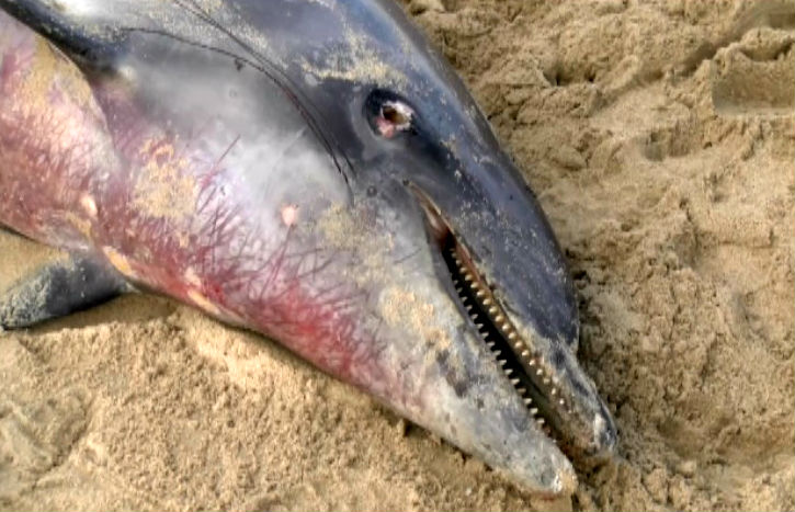 Hallan el cadáver de un delfín en las playas de Isla Cristina