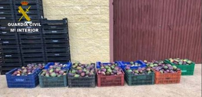 Detenidos tras ser sorprendidos robando 400 kilos de mangos en una finca de Isla Cristina